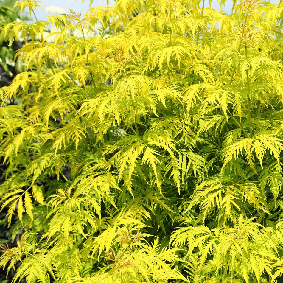 Sambucus racemosa ‘Plumosa Aurea’