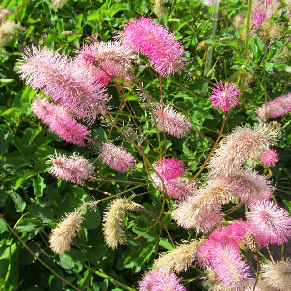 Sanguisorba ‘Pink Brushes’