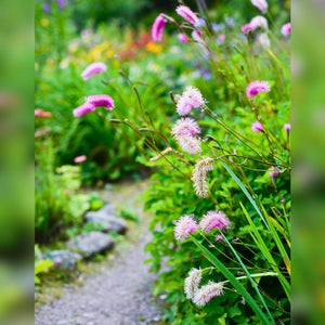 Sanguisorba ‘Pink Brushes’