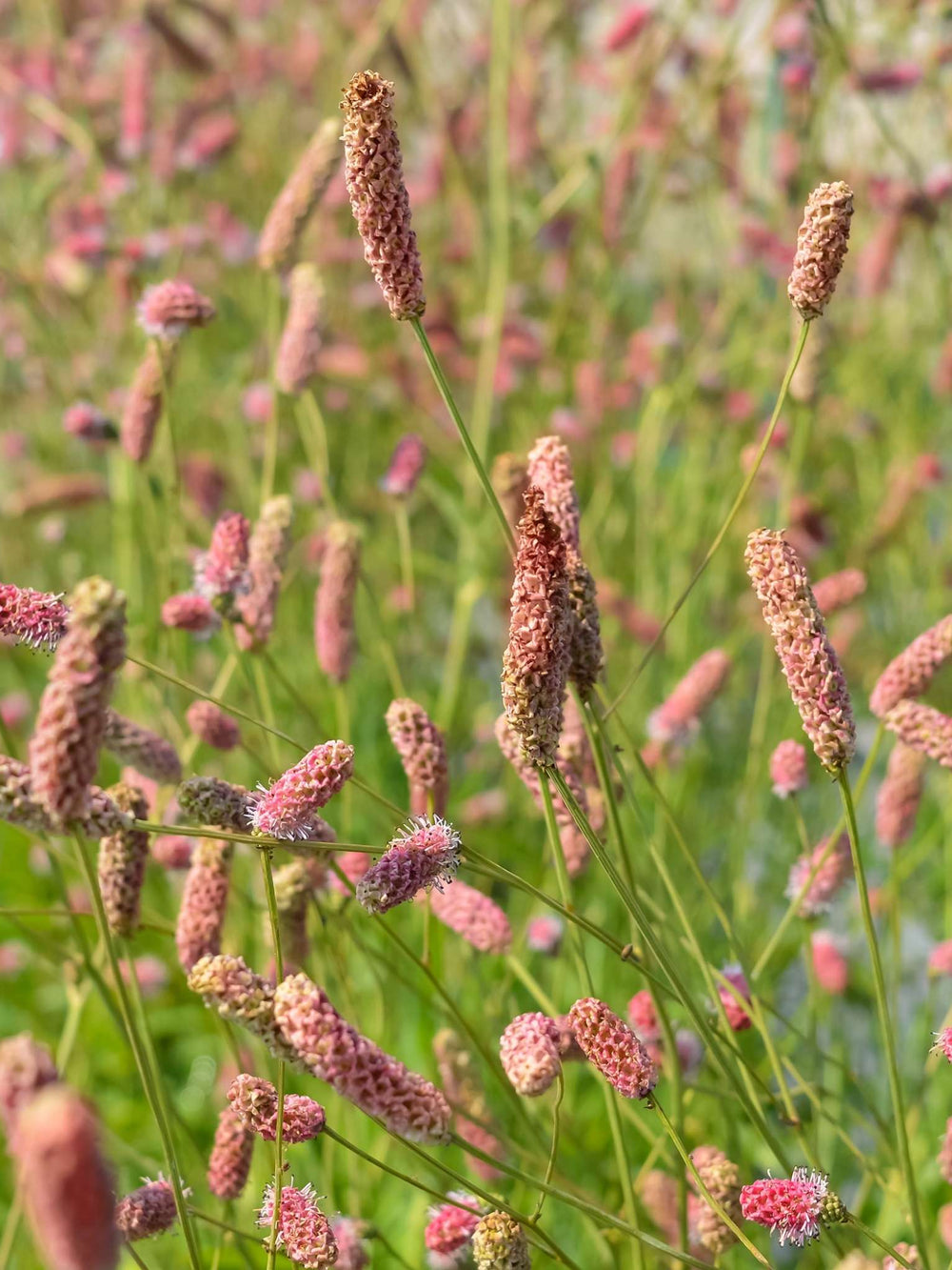Sanguisorba ‘Pink Tanna’