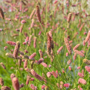 Sanguisorba ‘Pink Tanna’