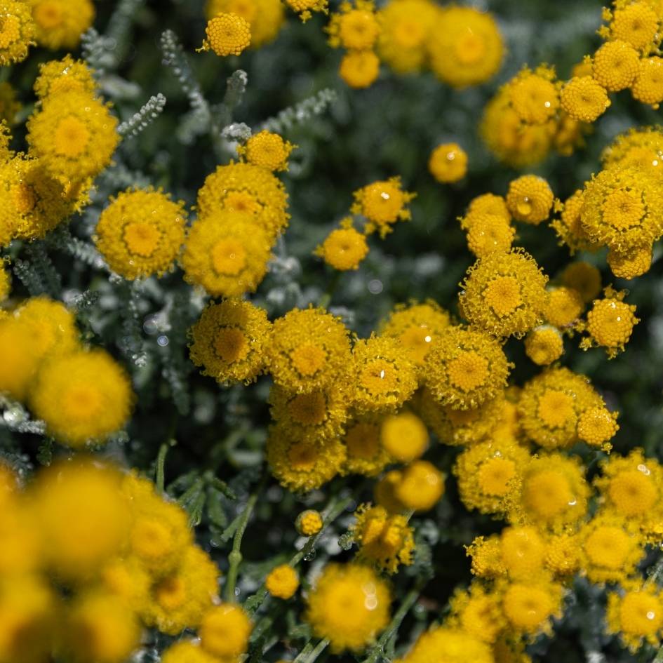 Santolina chamaecyparissus ‘Lambrook Silver’