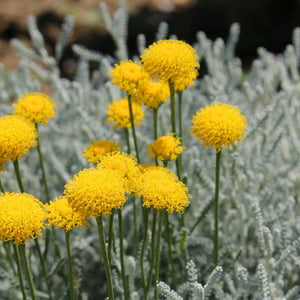 Santolina chamaecyparissus ‘Lambrook Silver’