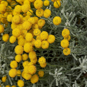 Santolina chamaecyparissus ‘Lambrook Silver’