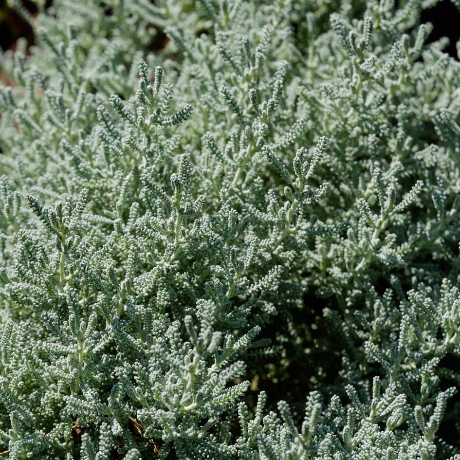 Santolina chamaecyparissus ‘Lambrook Silver’