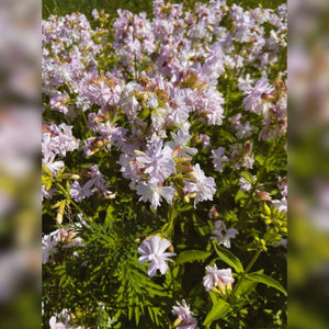 Saponaria officinalis