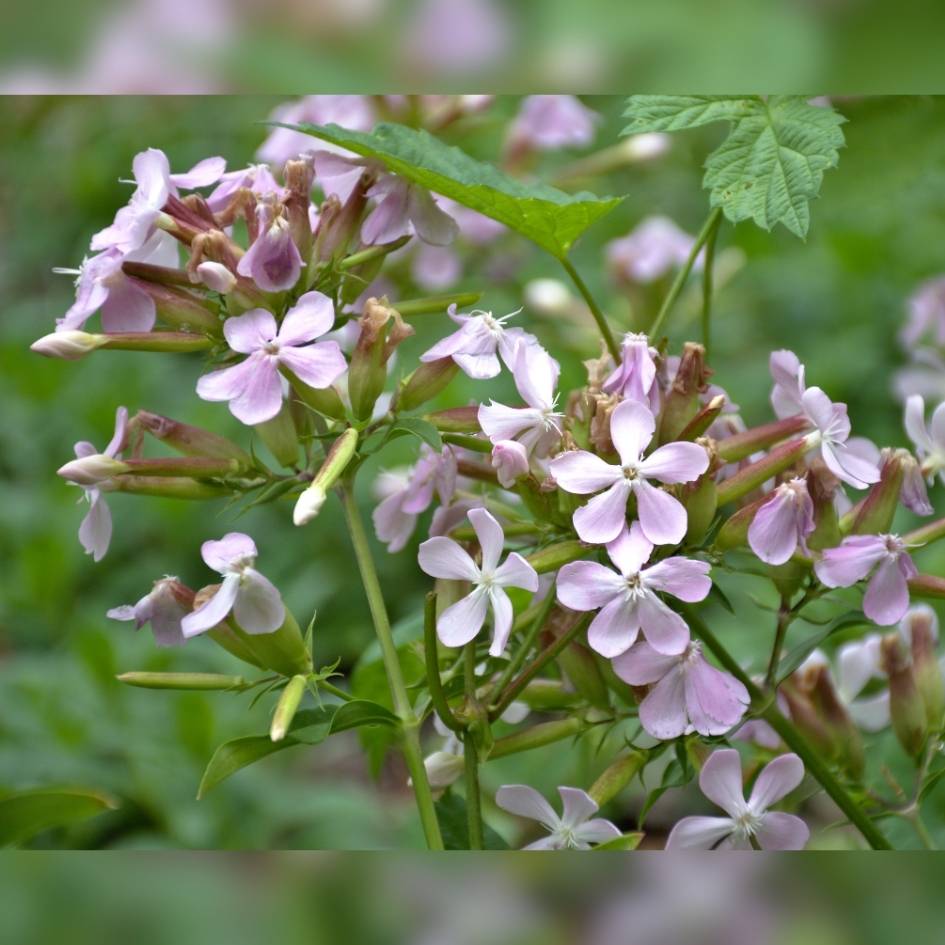 Saponaria officinalis