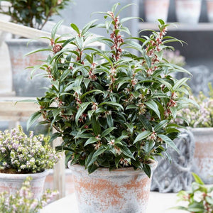 Sarcococca hookeriana ‘Winter Gem’