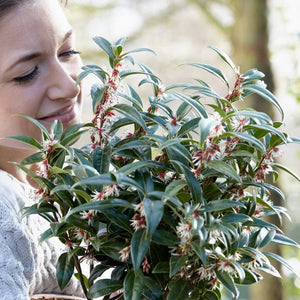 Sarcococca hookeriana ‘Winter Gem’