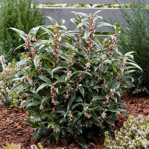 Sarcococca hookeriana ‘Winter Gem’