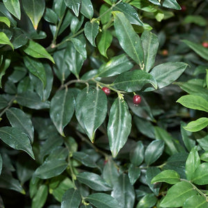 Sarcococca ruscifolia