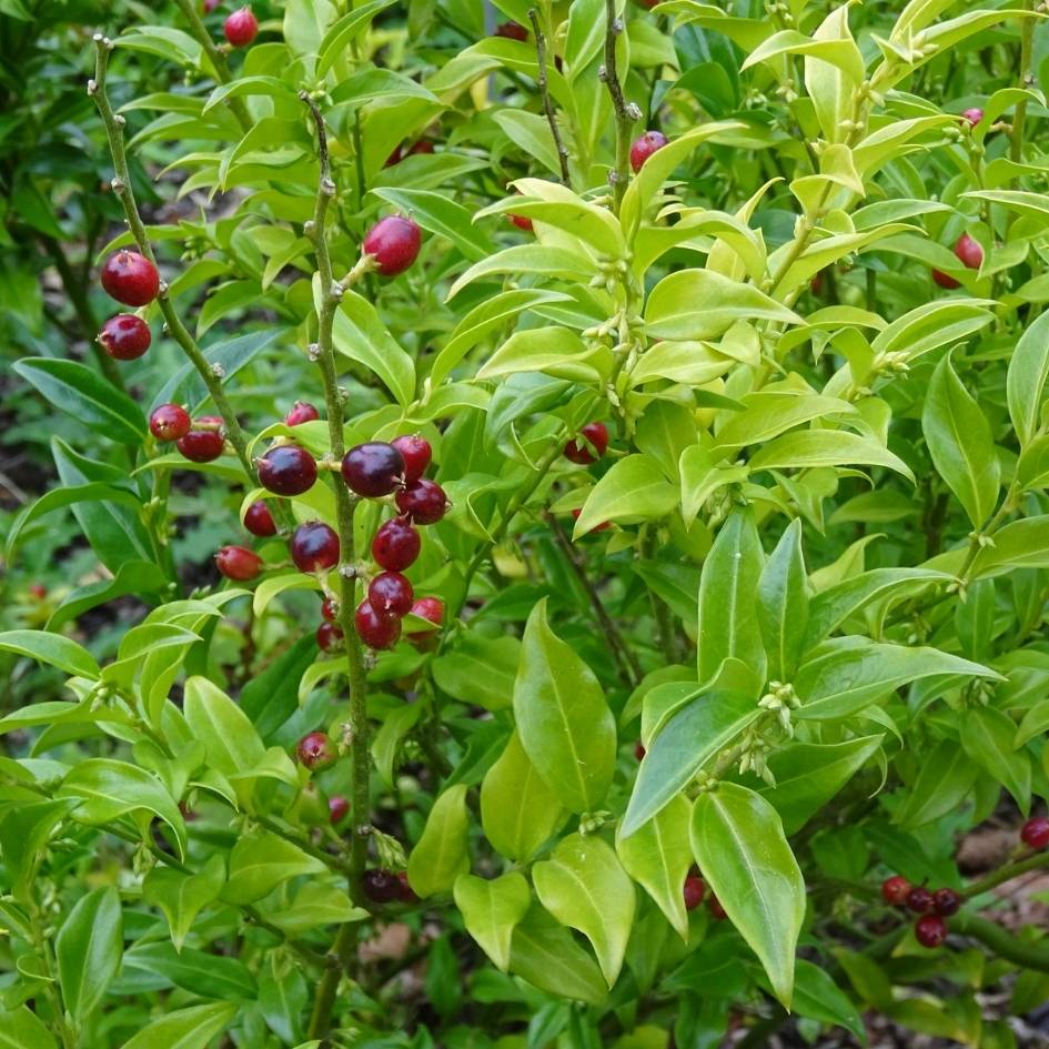Sarcococca ruscifolia
