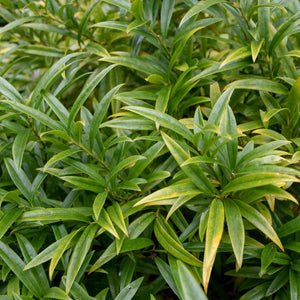 Sarcococca saligna