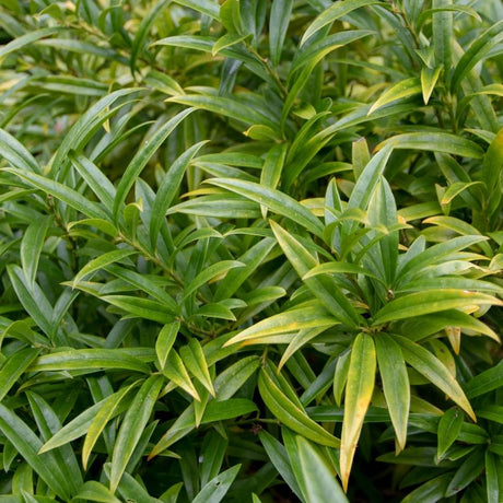 Sarcococca saligna