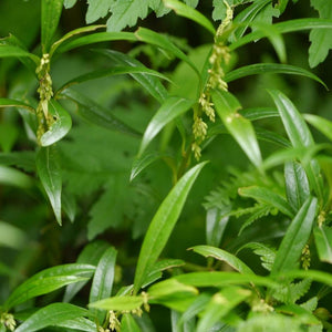 Sarcococca saligna