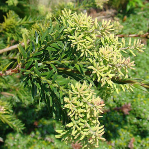 Saxegothaea conspicua