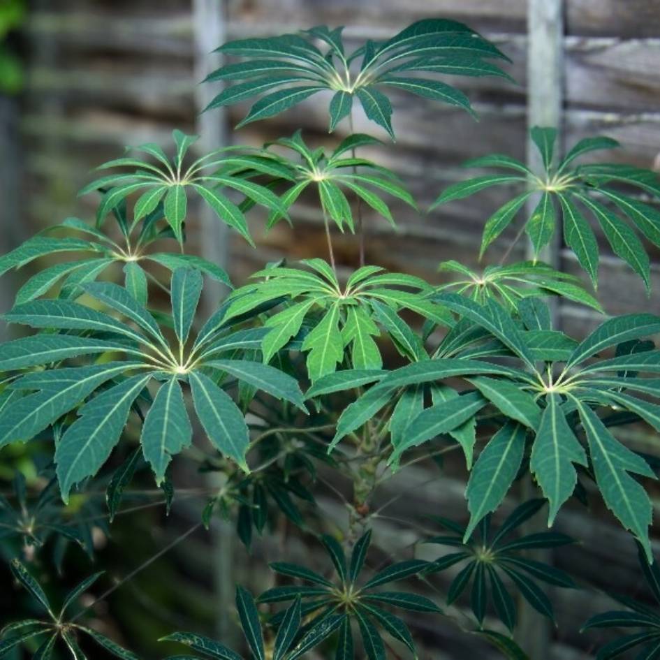 Schefflera taiwaniana