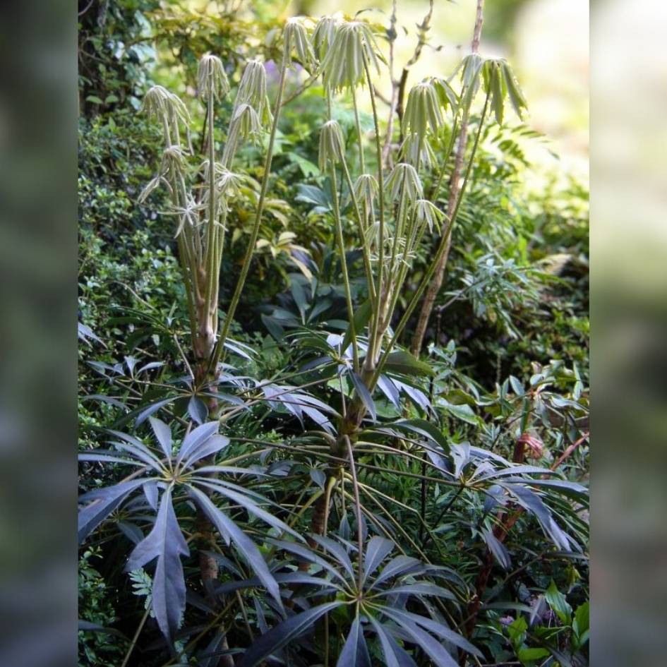 Schefflera taiwaniana