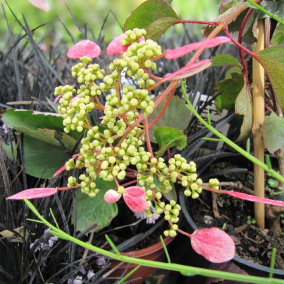 Hydrangea hydrangeoides ‘Roseum’