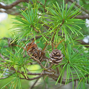 Sciadopitys verticillata