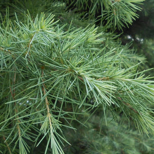 Sciadopitys verticillata