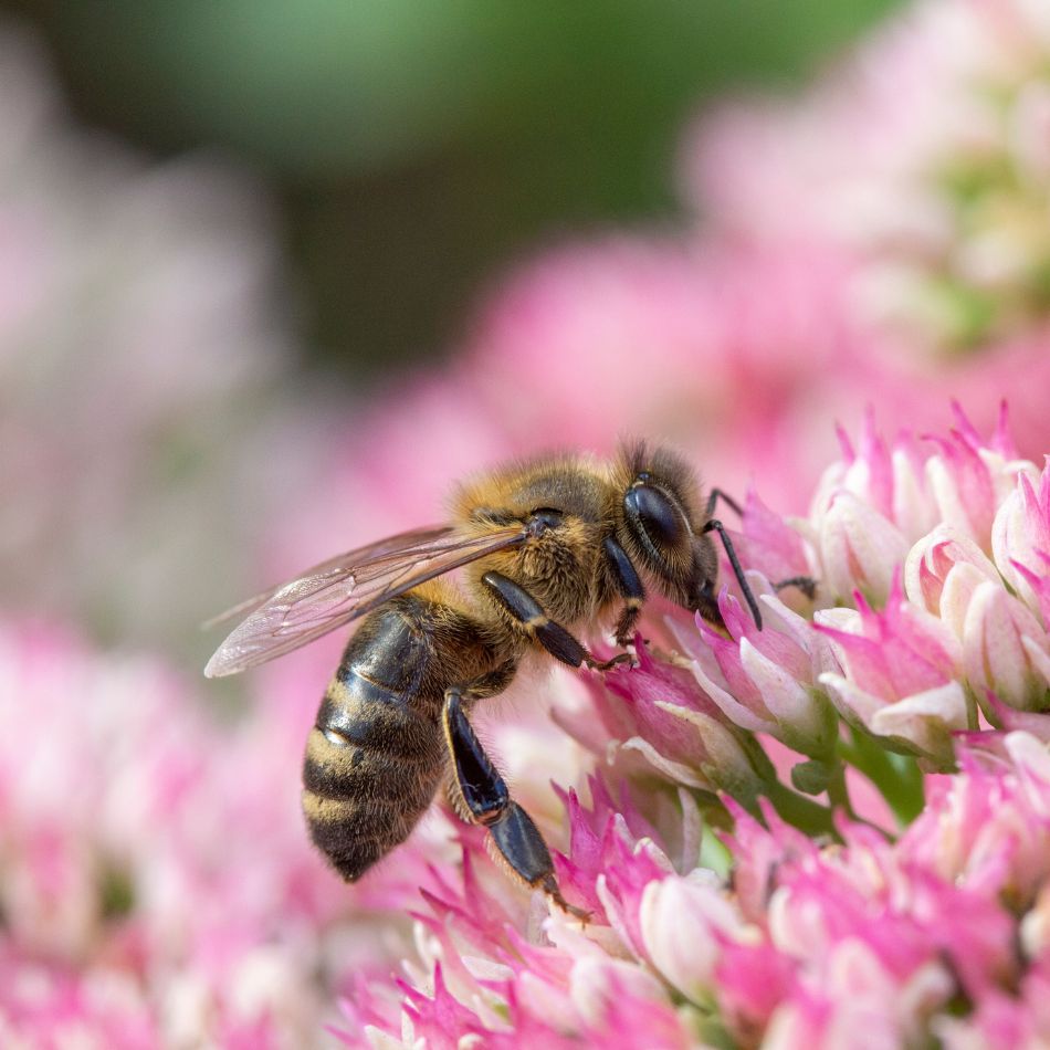 Sedum spectabile ‘Herbstfreude’