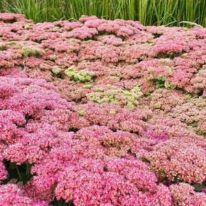 Sedum spectabile ‘Herbstfreude’