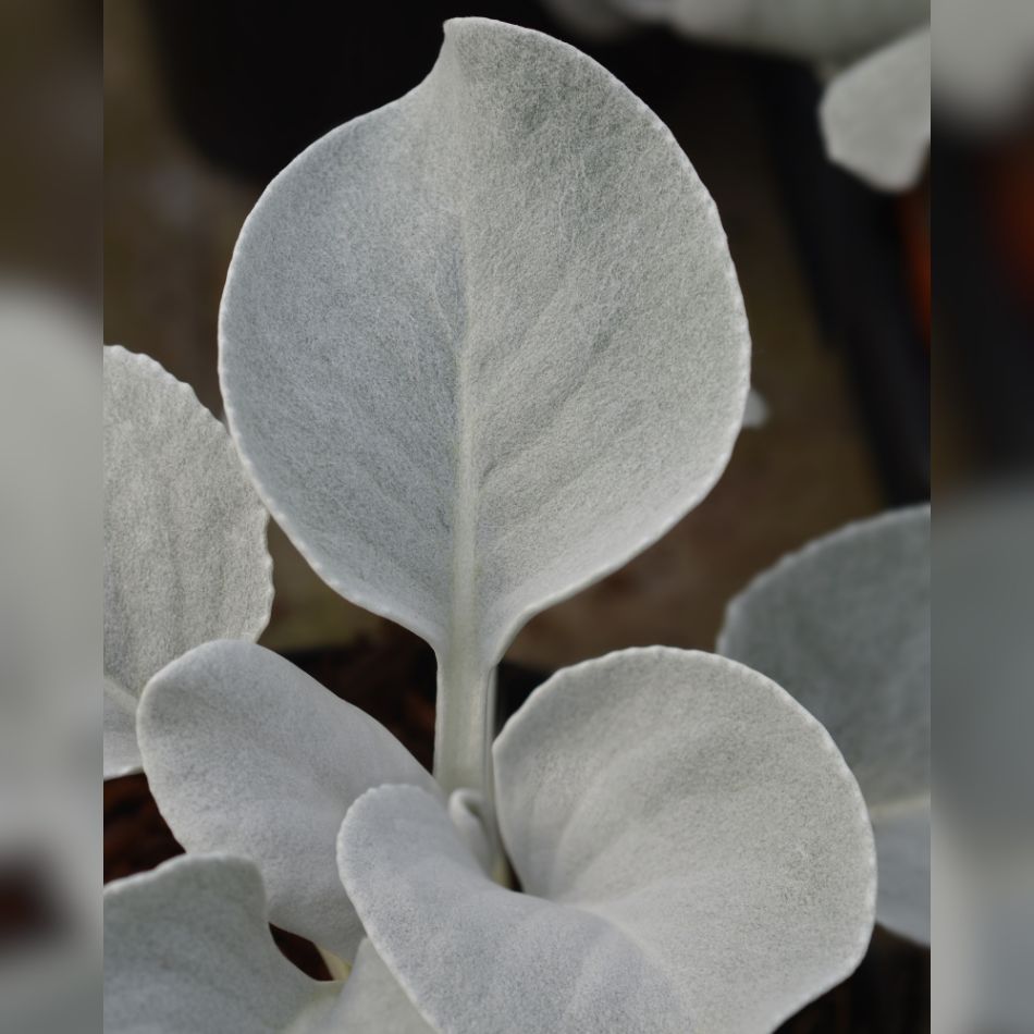 Senecio candidans ‘Angel Wings’