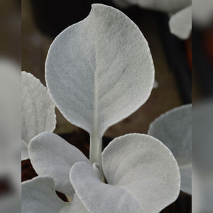 Senecio candidans ‘Angel Wings’