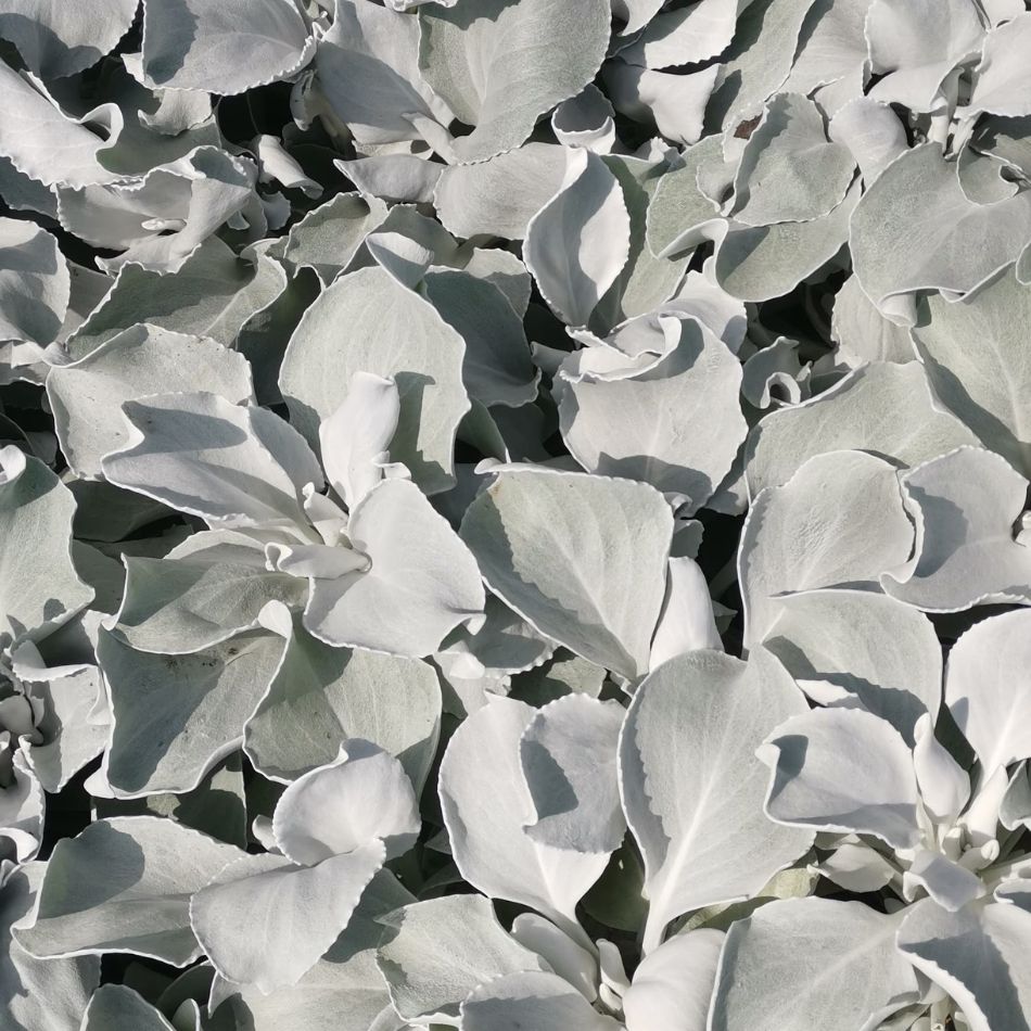 Senecio candidans ‘Angel Wings’