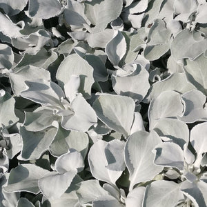Senecio candidans ‘Angel Wings’