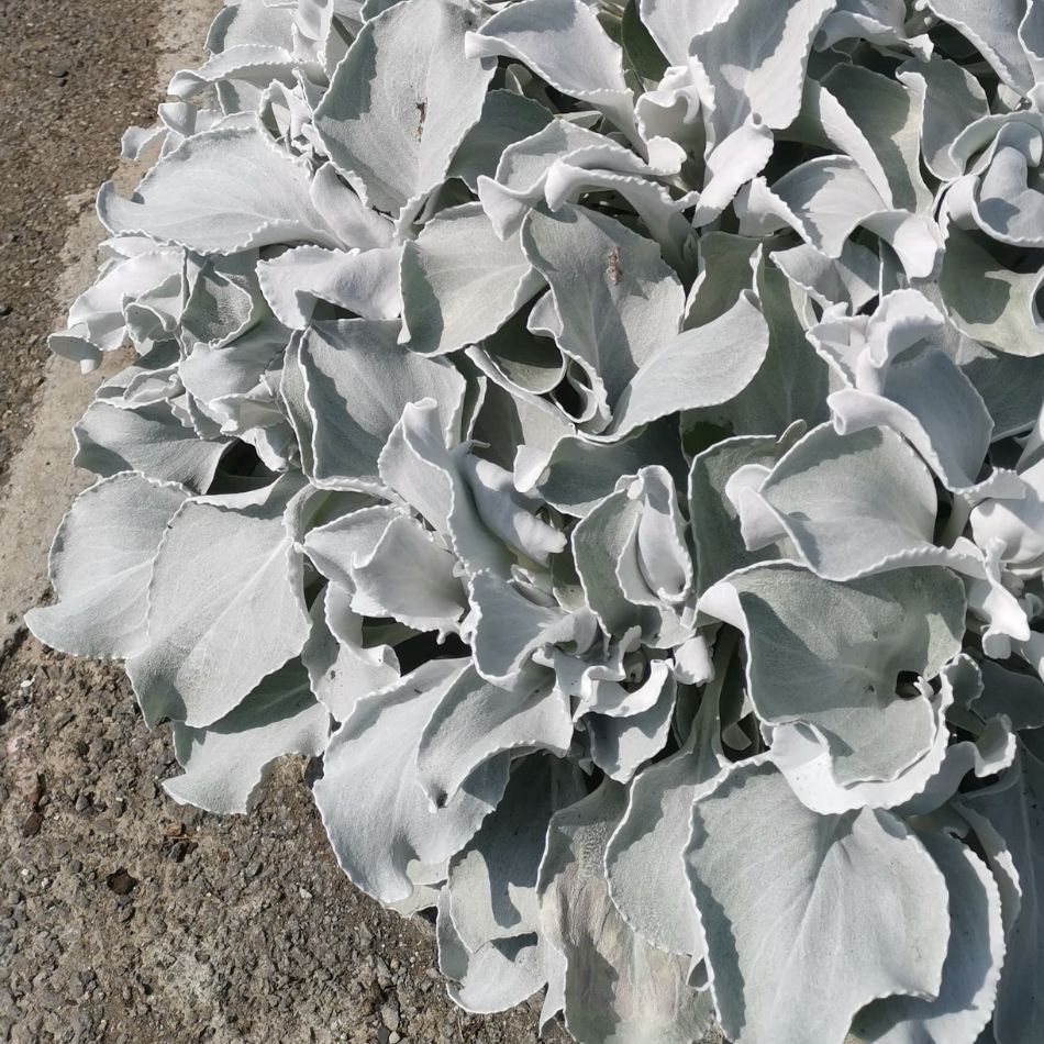 Senecio candidans ‘Angel Wings’