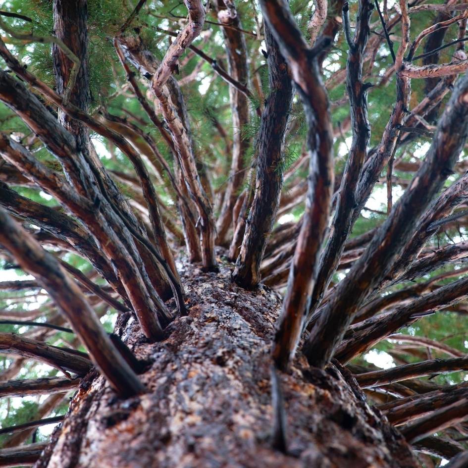 Sequoiadendron giganteum