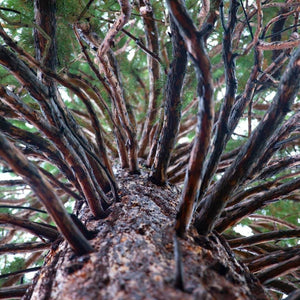 Sequoiadendron giganteum