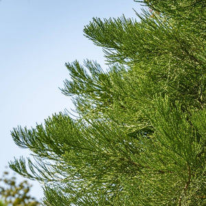 Sequoiadendron giganteum