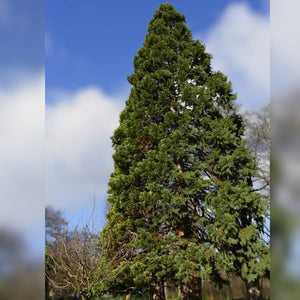 Sequoiadendron giganteum