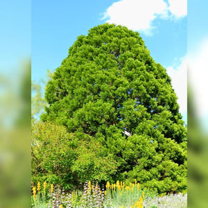 Sequoiadendron giganteum