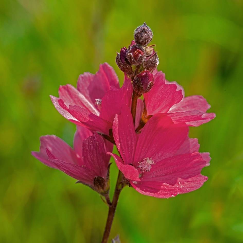 Sidalcea ‘Wine Red’