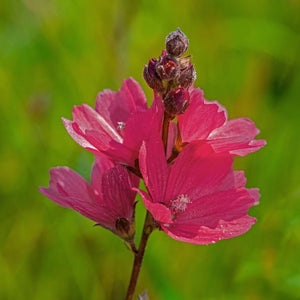 Sidalcea ‘Wine Red’