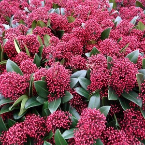 Skimmia japonica ‘Rubella’