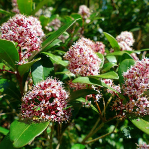 Skimmia japonica ‘Rubella’