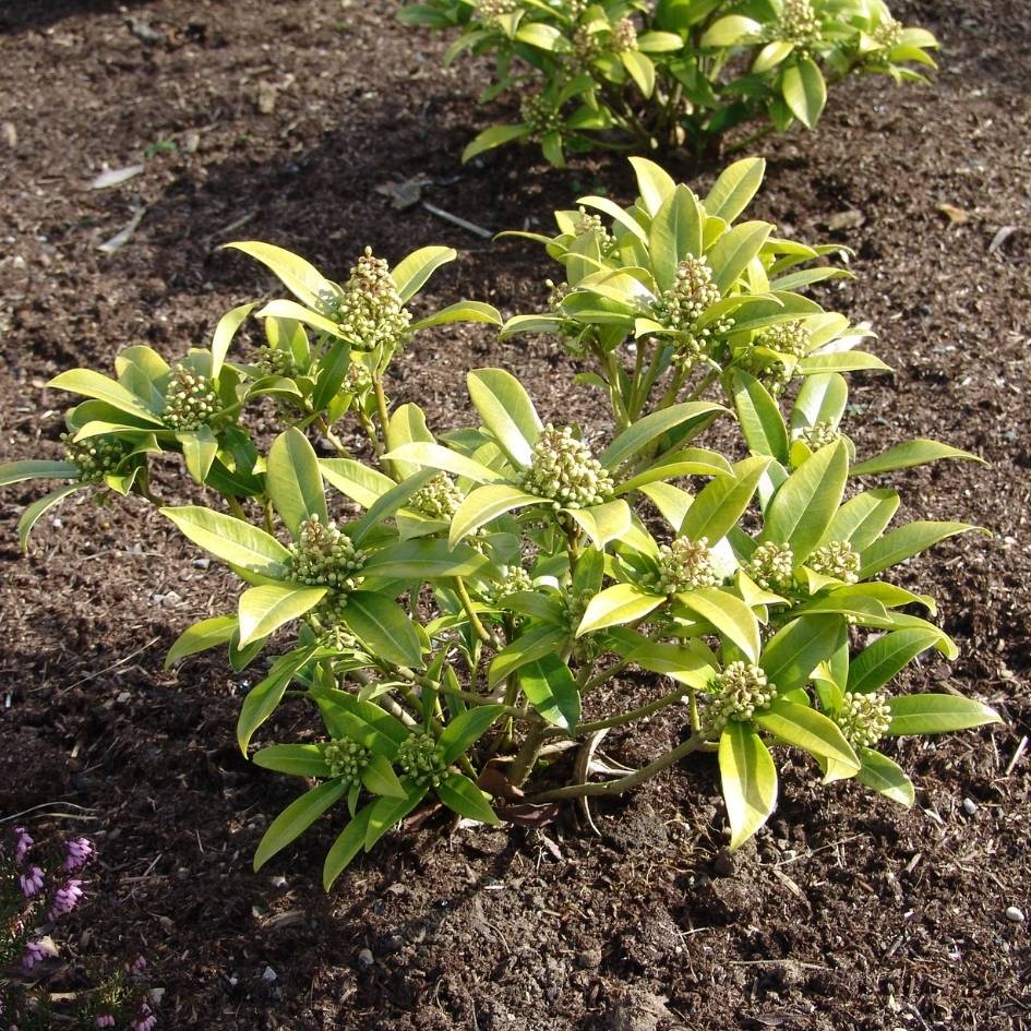 Skimmia × confusa ‘Kew Green’