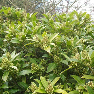 Skimmia × confusa ‘Kew Green’