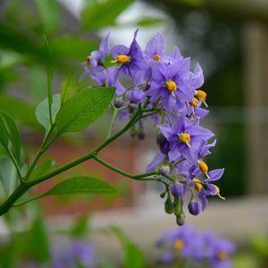 Solanum crispum ‘Glasnevin’