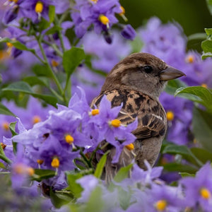 Solanum crispum ‘Glasnevin’