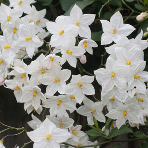 Solanum jasminoides ‘Album’