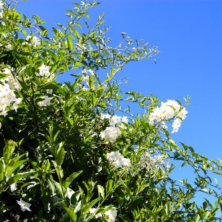 Solanum jasminoides ‘Album’