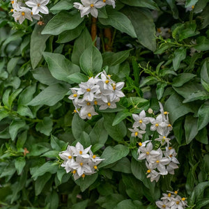 Solanum jasminoides ‘Album’
