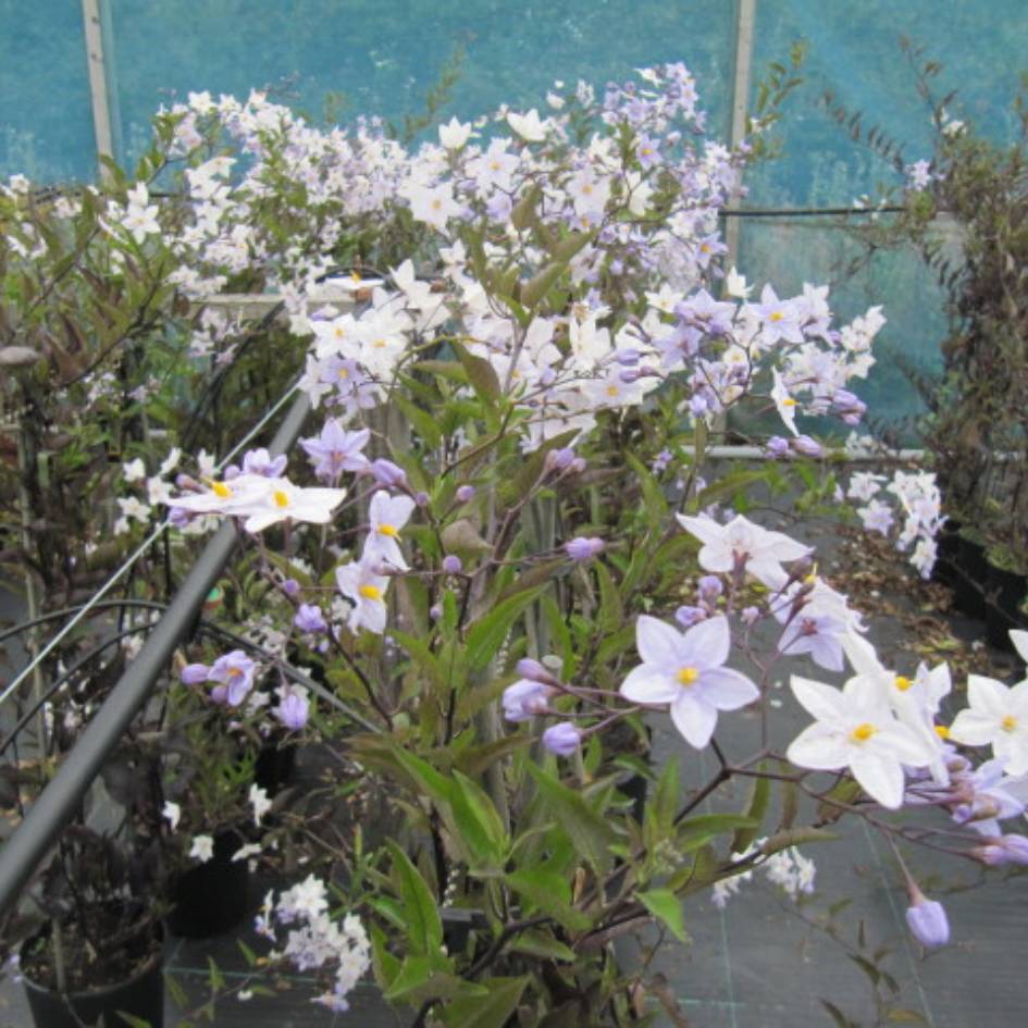 Solanum jasminoides ‘Blue’