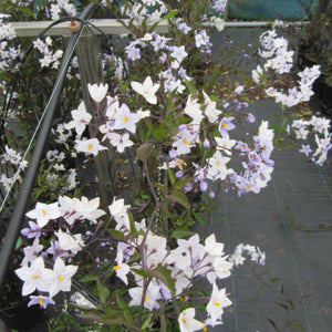 Solanum jasminoides ‘Blue’